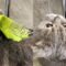 Adorable Cat and Parrot are Best Pals! | Super Cute 🐱🦜 #FriendshipGoals