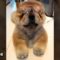 Chow Chow Puppy Rocks Glasses Like a Boss! | Adorable
