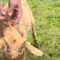 Emotional rescue of baby goat trapped in fence will melt your heart | Heartwarming
