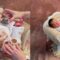 ‘Absolutely Adorable Newborn Photoshoot | Baby Boss’