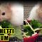 Protect Your Pasta! Hamster Hijinks Unleashed | Super Cute