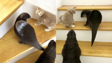Watch-Adorable-Otters-Teach-Kitten-to-Climb-Stairs-WooGlobe.jpg