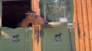 Watch-these-adorable-horses-playfully-prank-each-other-WooGlobe.jpg