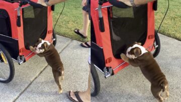 Adorable-Bulldog-Puppy-Adorably-Helps-Push-Stroller-WooGlobe-Funnies.jpg