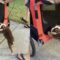 Bulldog Puppy Adorably Pushes Stroller! | Super Cute 🐶