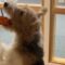 Adorable Dog Learns to Fly with Cactus Toy | Super Cute