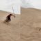 Epic Ski Fail: Sand Dune Edition – Prepare to Cringe and Chuckle! | Try Not to Laugh