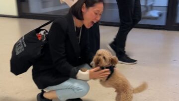 Excited-Toy-Poodles-Reunion-with-Family-Adorable.jpg