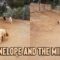 Pug chasing ponies | Adorable cuteness overload