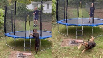 Sky-High-Pup-Takes-a-Legendary-Plunge-Can-You-Handle-the.jpg