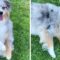 Dog Plays Dead Trick | Hilarious Fido Fakes It | Super Cute