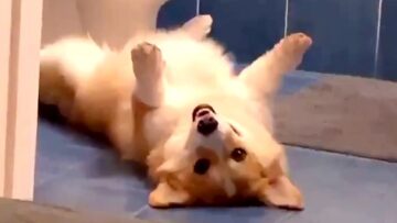 Unbelievably-Cute-Corgi-Laying-On-Back-will-Melt-Your-Heart.jpg