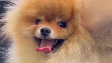 Unbelievably-Cute-Pom-Pup-Mesmerized-by-Owner-During-Grooming.jpg