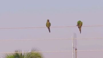 Watch-These-Adorable-Parakeets-Show-Their-Love-in-a-Heartfelt.jpg