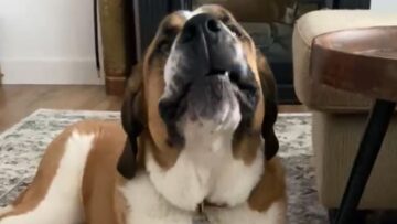 Watch-this-lively-St-Bernard-nail-Happy-Birthday-perfectly.jpg