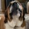 Adorable St. Bernard nails ‘Happy Birthday’ solo | Super Cute