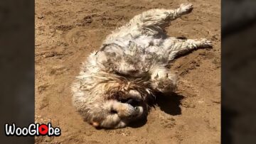 You-wont-believe-what-this-adorable-dog-does-in-the.jpg