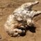 Get Ready to Melt: Dog’s Adorable Mud Bath Adventure! | Super Cute