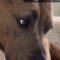 A Day in the Life with My American XL Bully: A Heartfelt Journey of Love and Loyalty | Heartsome