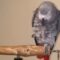 Adorable African Grey Parrot Has a Chatty Chat with Dad | Cute