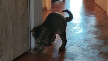 Adorable-Cat-Enjoys-Solo-Playtime-Against-the-Wall-–-A.jpg