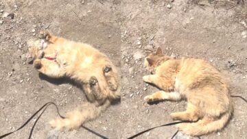 Adorable-Cat-Enjoys-a-Joyful-Dirt-Roll-–-Pure-Feline.jpg