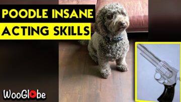 Adorable-Dog-Astonishes-by-Playfully-Pretending-to-be-Shot.jpg