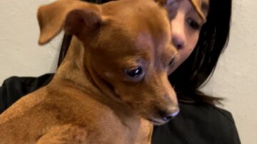 Adorable-Dog-Cant-Hold-Back-Tears-While-Watching-Emotional-AI.jpg
