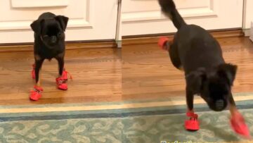 Adorable-Dog-Frolicking-in-Socks-Super-Cute.jpg
