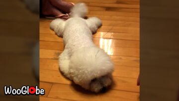 Adorable-Dog-Playing-Dead-Trick-Bang-Trick-for-Dogs.jpg
