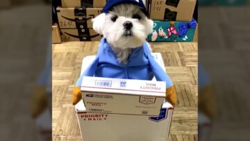 Adorable-Dog-Takes-on-Essential-Job-Duties-Super-Cute.jpg