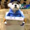 Adorable Dog Takes on Essential Job Duties | Super Cute