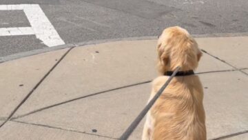 Adorable-Dogs-Joyfully-Reunite-on-a-Walk-Sparking-Friendship-Magic.jpg