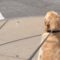 Adorable Dogs Joyfully Reunite on a Walk, Sparking Friendship Magic! | Heartsome
