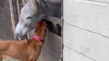 Adorable-Donkey-Gets-a-Cozy-Hug-from-His-Faithful-Dog.jpg