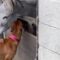 Adorable Donkey Gets a Cozy Hug from His Faithful Dog Friend on the Farm | Heartwarming