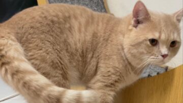 Adorable-Introvert-Cat-Attempts-Solitaire-Hilariously-Cute.jpg