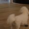 Adorable Pup Struts with Pride in New Shoes – A Heartwarming Moment! | Heartsome