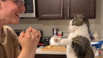 Adorable-cat-surprises-in-epic-boxing-match-with-man.jpg