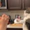 Adorable cat surprises in epic boxing match with man | Super Cute
