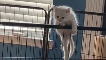 Adorable-kitten-overestimates-its-flying-skills-Super-Cute.jpg