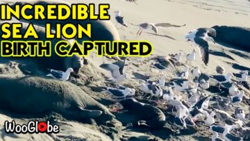 Amazing-Sea-Lion-Welcomes-Newborn-Pup-in-Heartwarming-Moment.jpg