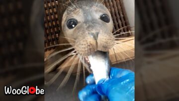 Baby-Seal-Devours-Fish-Like-a-Pro-Adorable.jpg