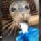 Baby Seal Devours Fish Like a Pro | Adorable