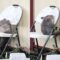 Baby Wombat’s Heartwarming Release | Adorable
