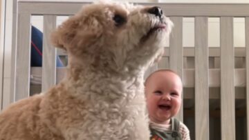 Babys-pure-joy-watching-her-mom-play-with-the-dog.jpg