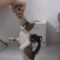 Balancing cat ecstatically enjoys treats on hind legs! | Super Cute