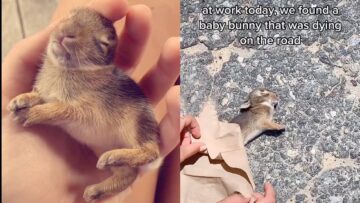 Beach-Attendant-Saves-Dying-Baby-Bunny-Adorable.jpg