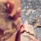 Beach Attendant Saves Dying Baby Bunny | Adorable