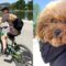 Bike Riding Fun with Adorable Dogs | Super Cute Pups